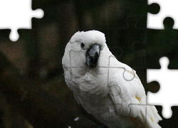 Biała, Papuga, Kakadu