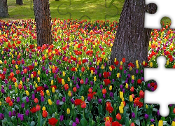 Park, Kolorowe, Tulipany