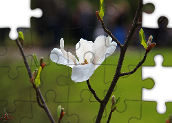Magnolia Japońska, Biały, Kwiat