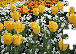 Żółte, Tulipany, Białe, Kwiatki