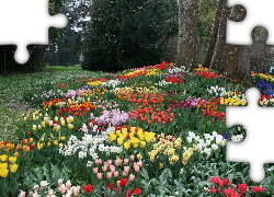 Park, Kwiaty, Tulipany