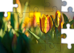 Żółte, Tulipany