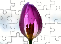 Tulipan, Białe, Tło