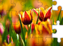 Żółte, Tulipany