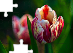 Czerwono, Biały, Tulipan