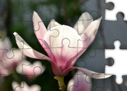 Różowy, Kwiat, Magnolii