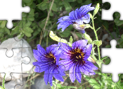 Kwiaty, Salpiglossis Sinuata