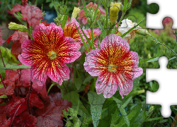 Kwiaty, Salpiglossis