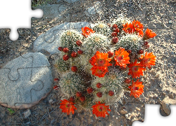 Kwitnący, Kaktus, Kamienie
