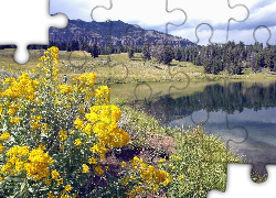 Stany Zjednoczone, Park Narodowy Yellowstone, Montana,  Kwiaty, Jeziorko, Góry