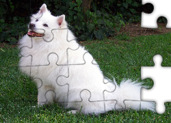 Biały, Piesek, American Eskimo Dog