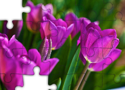 Fioletowe, Tulipany