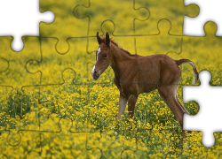 Konik, Arabski, Łąka