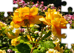 Żółte, Róże, Ogród