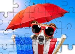 Parasol, Leżak, Okulary, Wakacje Jack russell terrier