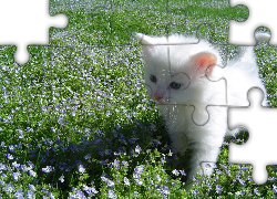 Mały, Biały, Kot turecka angora