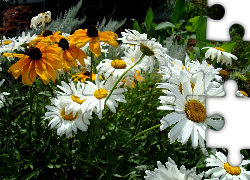 Rudbekia, Złocień