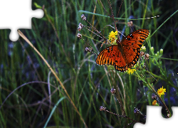 Łąka, Mlecze, Kolorowy, Motyl