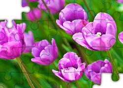 Fioletowe, Tulipany