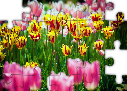Kolorowe, Tulipany