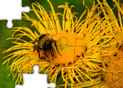 Pszczoła, Żółty, Kwiat, Makro