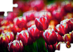 Czerwone, Tulipany