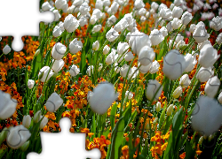 Białe, Tulipany