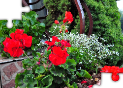 Pelargonie, Czerwone, Iglak, Białe, Kwiaty, Balustrada