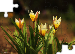 Żółte, Tulipany, Kwiaty