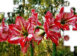 Kwiaty, Hippeastrum, Zwartnica