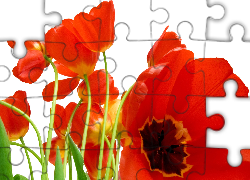 Czerwone, Tulipany