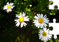 Kwiaty, Polne, Margerytki