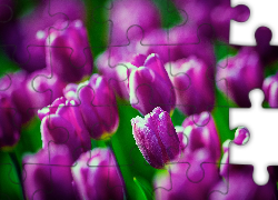 Fioletowe, Tulipany