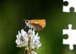 Motyl, Koniczyna