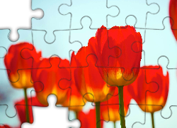 Czerwone, Tulipany