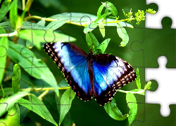 Motyl, Niebiesko, Brązowy, Liście