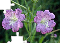 Kwiaty, Wierzbowica Kosmata