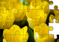 Żółte, Tulipany