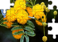 Kwiaty, Żółtej, Mimozy