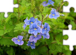 Błękitne, Kwiatki,  Przetacznik perski