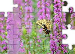 Piękny, Motyl, Fioletowe, Kwiaty, Łąka