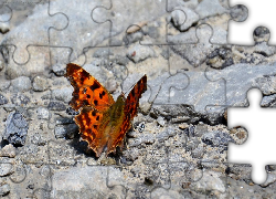 Brązowy, Motyl