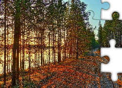 Droga, Drzewa, Jezioro, Jesień