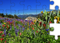 Sierra Nevada, Kalifornia, Kwiaty, Góry, Łąka