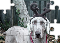 Boże Narodzenie, Pies