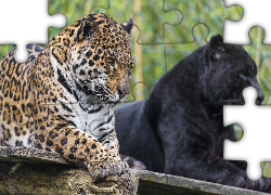 Jaguar, Czarna, Pantera, Zoo