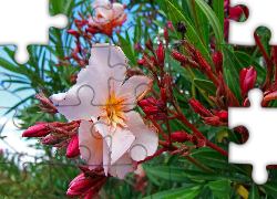 Różowy, Oleander