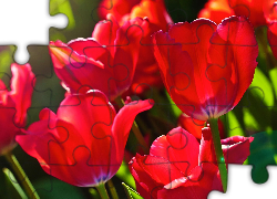 Czerwone, Tulipany