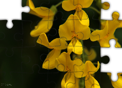 Żółte, Groszki, Kwiaty