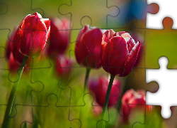 Czerwone, Tulipany